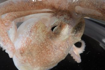 Media type: image;   Malacology 393900